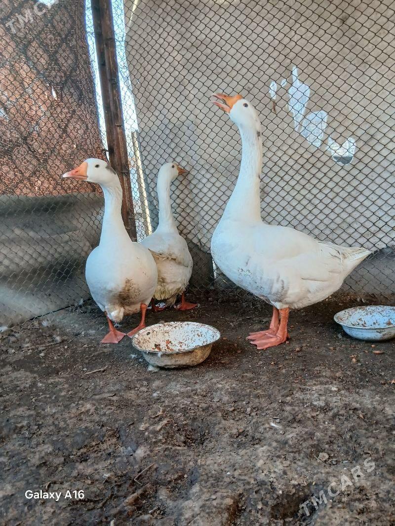 Gus uly - Мары - img 1