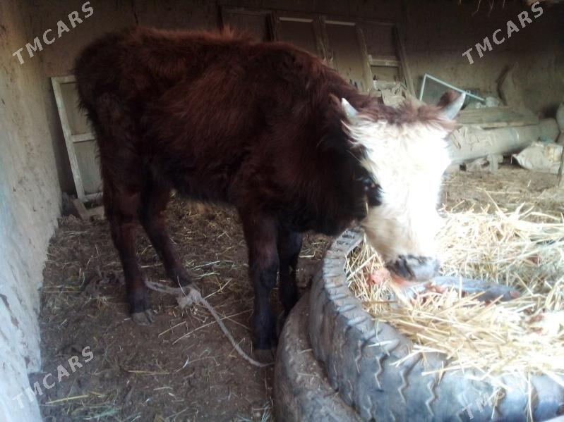 ökûz - Çärjew - img 1