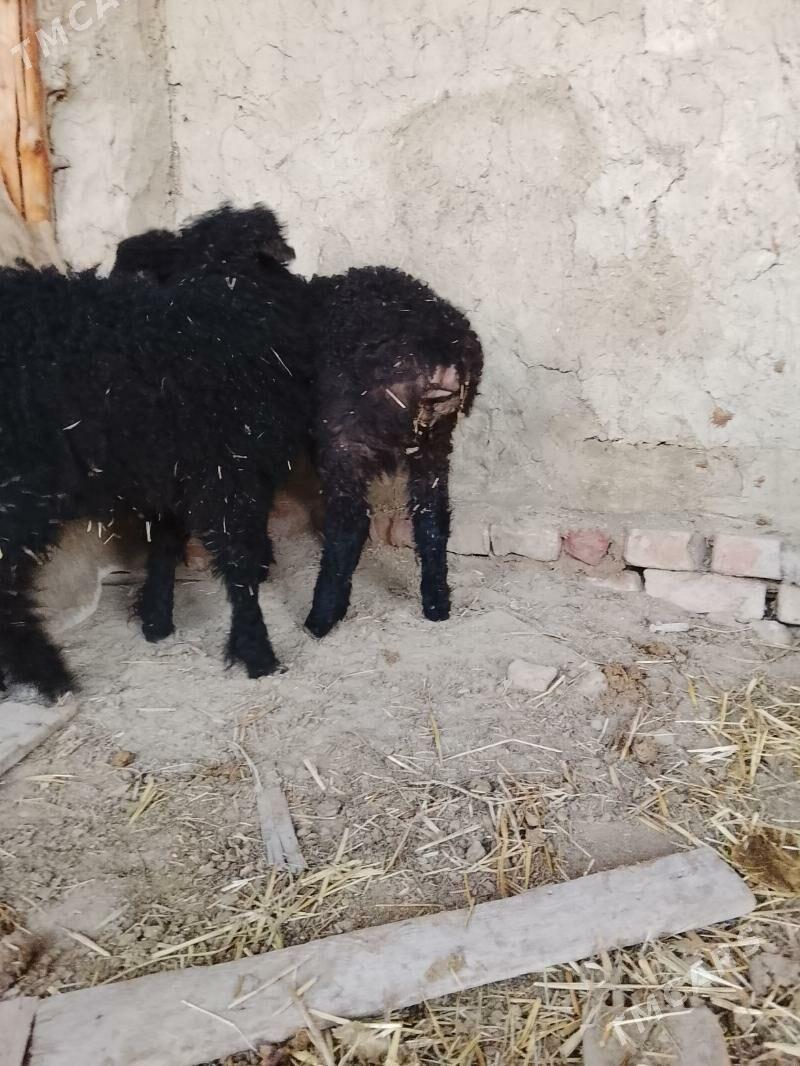 guzyguzy - Bäherden - img 1