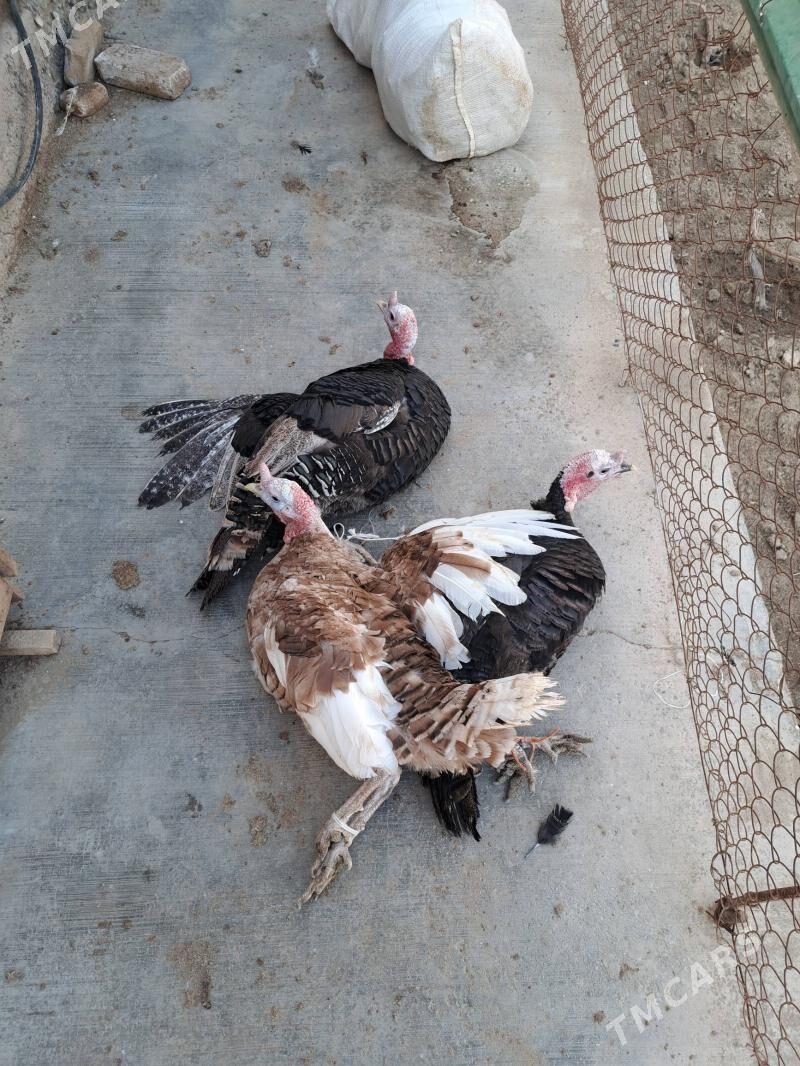 induk - Türkmenabat - img 1