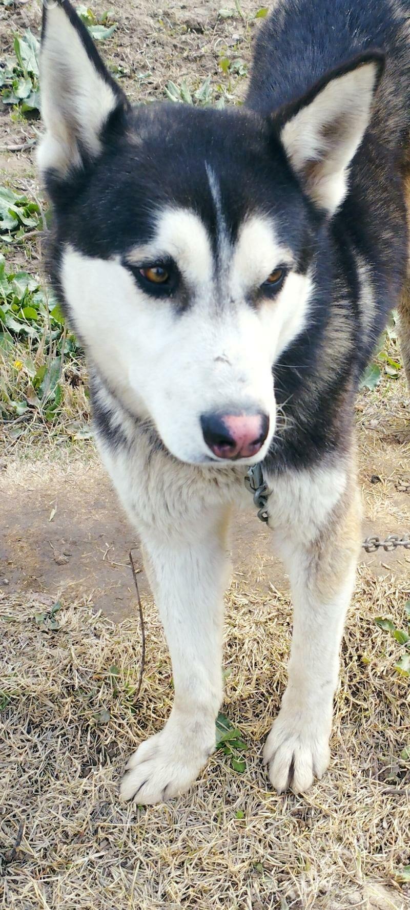 ady pidbul ve haski - Türkmenabat - img 1