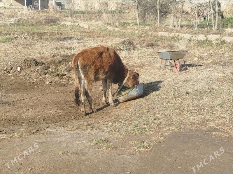 Gulajyn - Mary - img 1