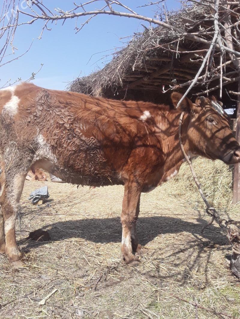 goleli sygyr. - Dänew - img 1