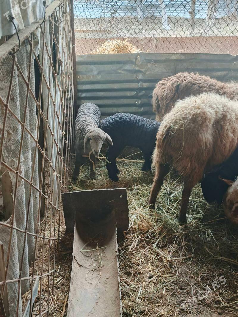 кочкар койун - Çärjew - img 1