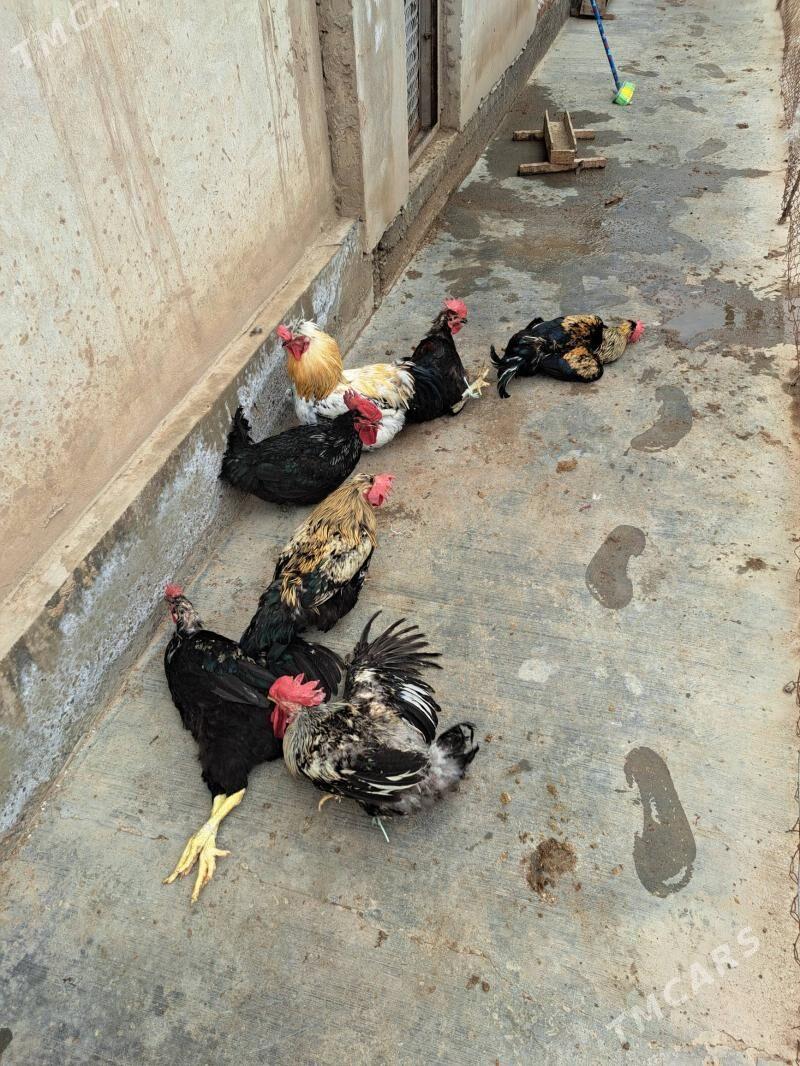 horaz - Türkmenabat - img 1