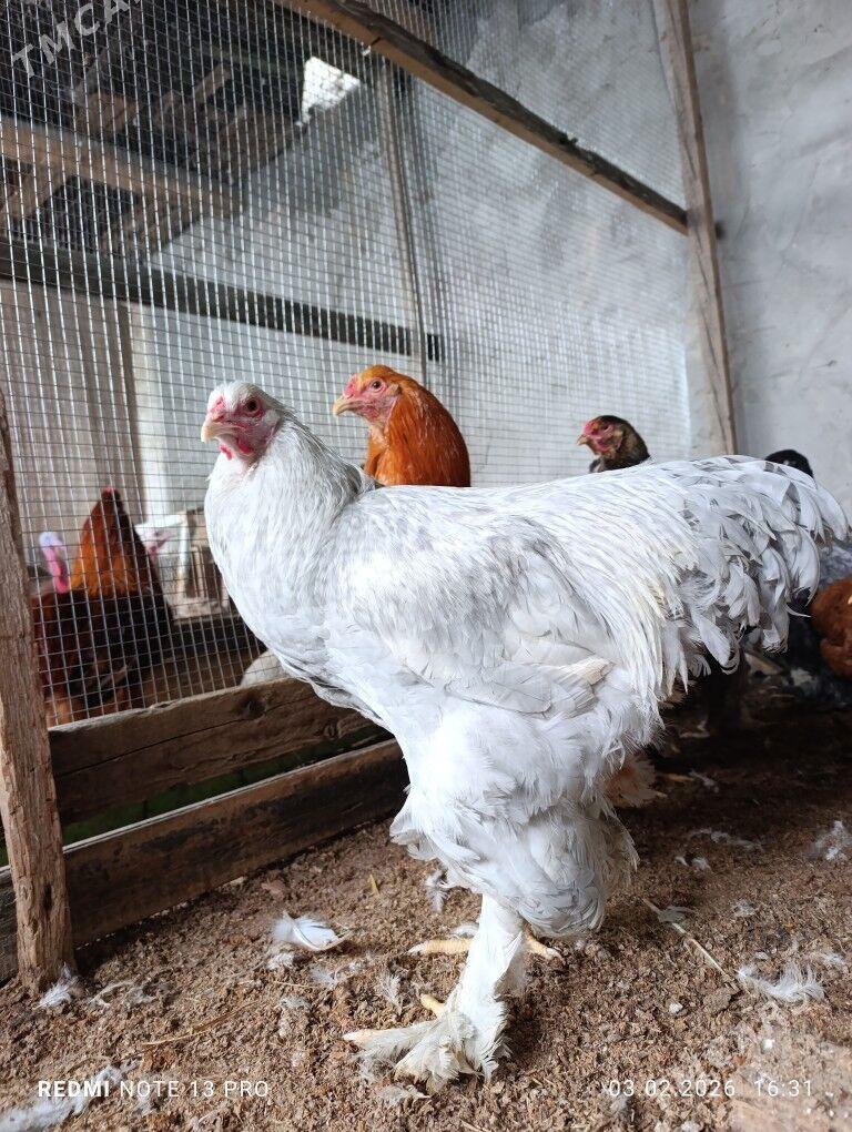 brama horaz lawanda, limon. - Gökdepe - img 1