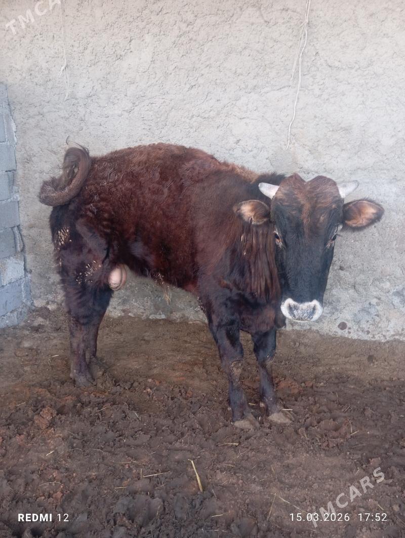 okuz okuzce - Herrikgala - img 1