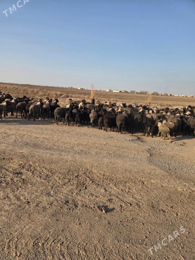 15sany - Сакарчага - img 1