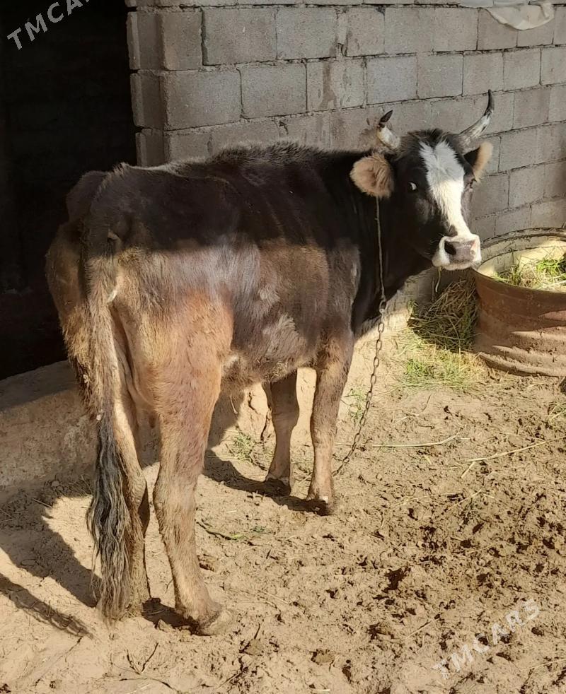 Sygyr Göleli - Gökdepe - img 1