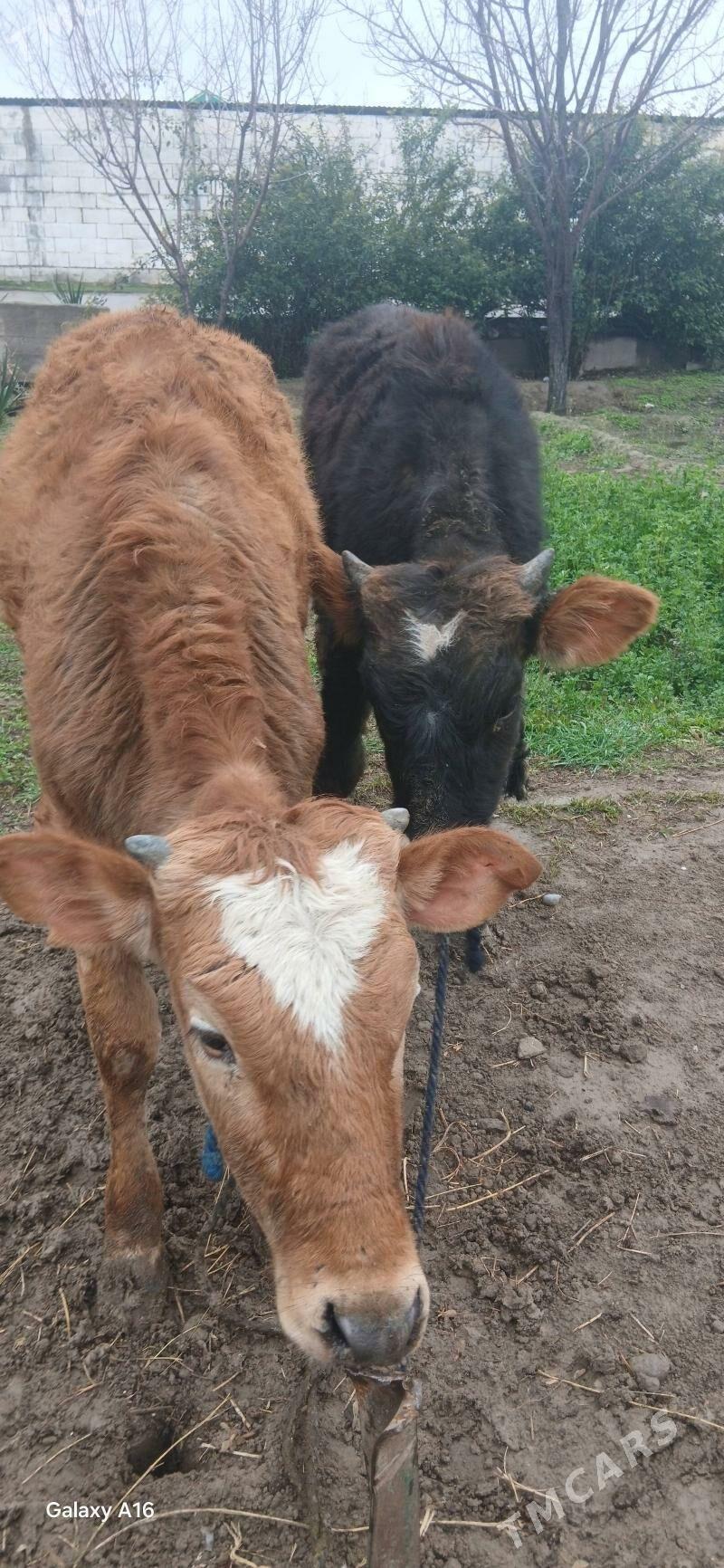 Şwes öküz we şwes tüwe - Кипджак - img 1