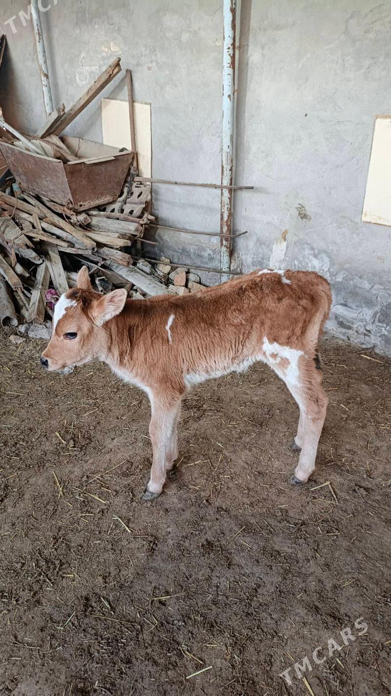 göle gulajyn emdirmeli - Wekilbazar - img 1