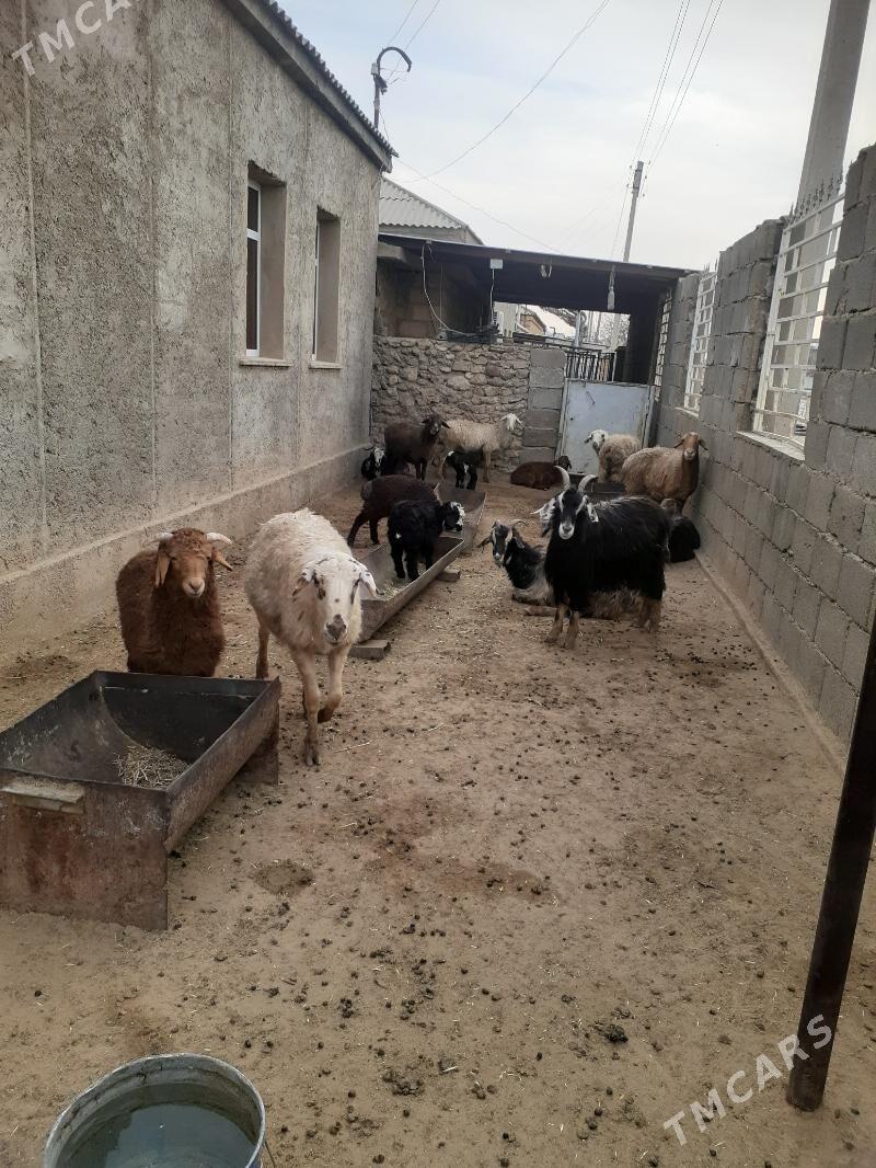 goýun - Балканабат - img 1