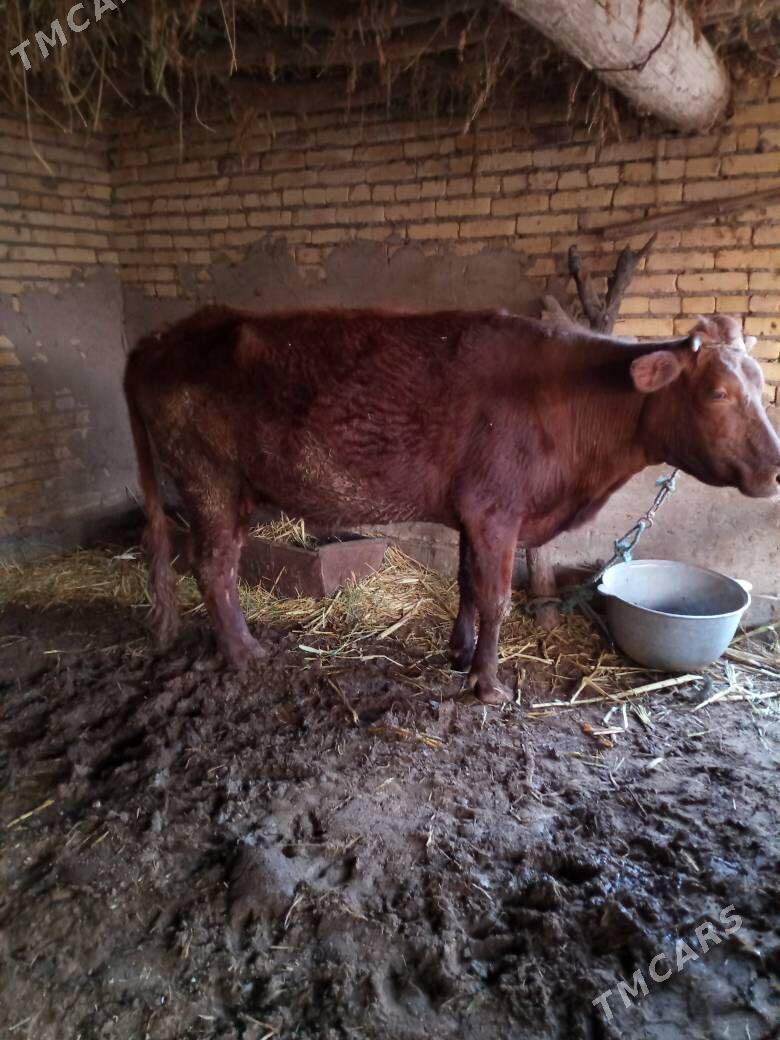 baklyk inek - Фарап - img 1