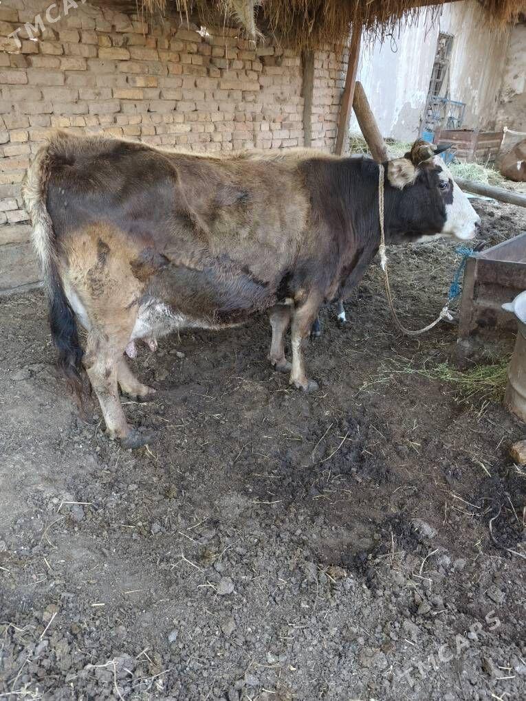 saglyk sygyr - Türkmenabat - img 1