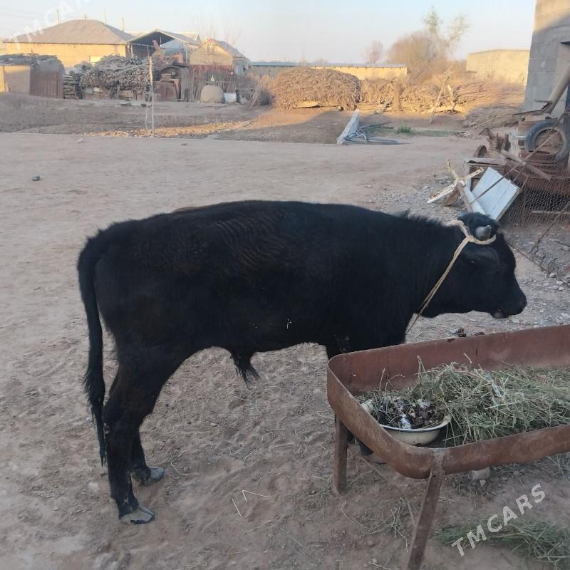 Öküzler - Бабадайхан - img 1