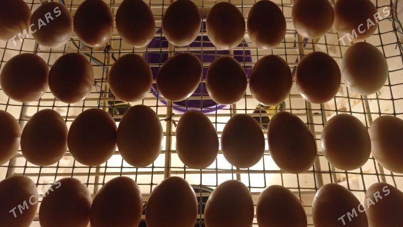 inkubator - Gumdag - img 1