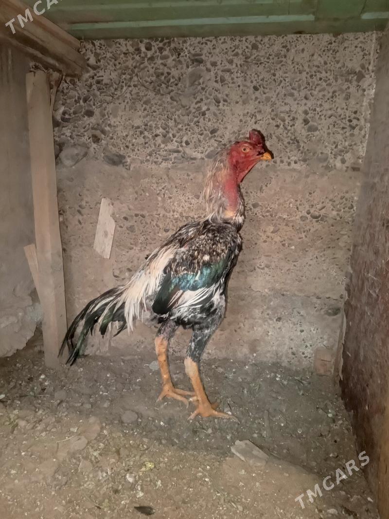 Horaz - Aşgabat - img 1