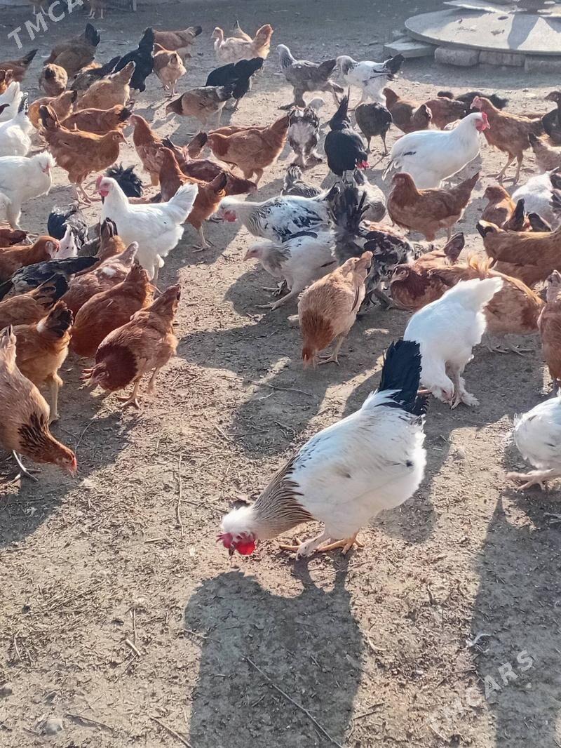 Towuk - Kaka - img 1