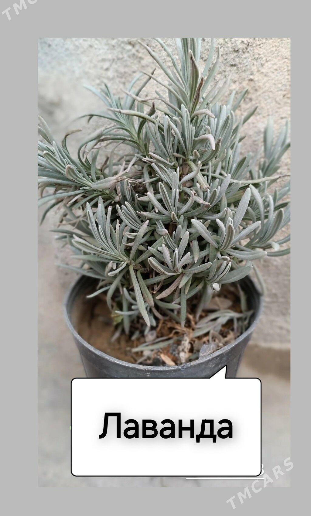 цветы для балкона/улицы - Гаудан "В" - img 1