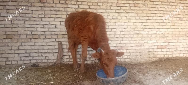 Gulajyn - Mary - img 1