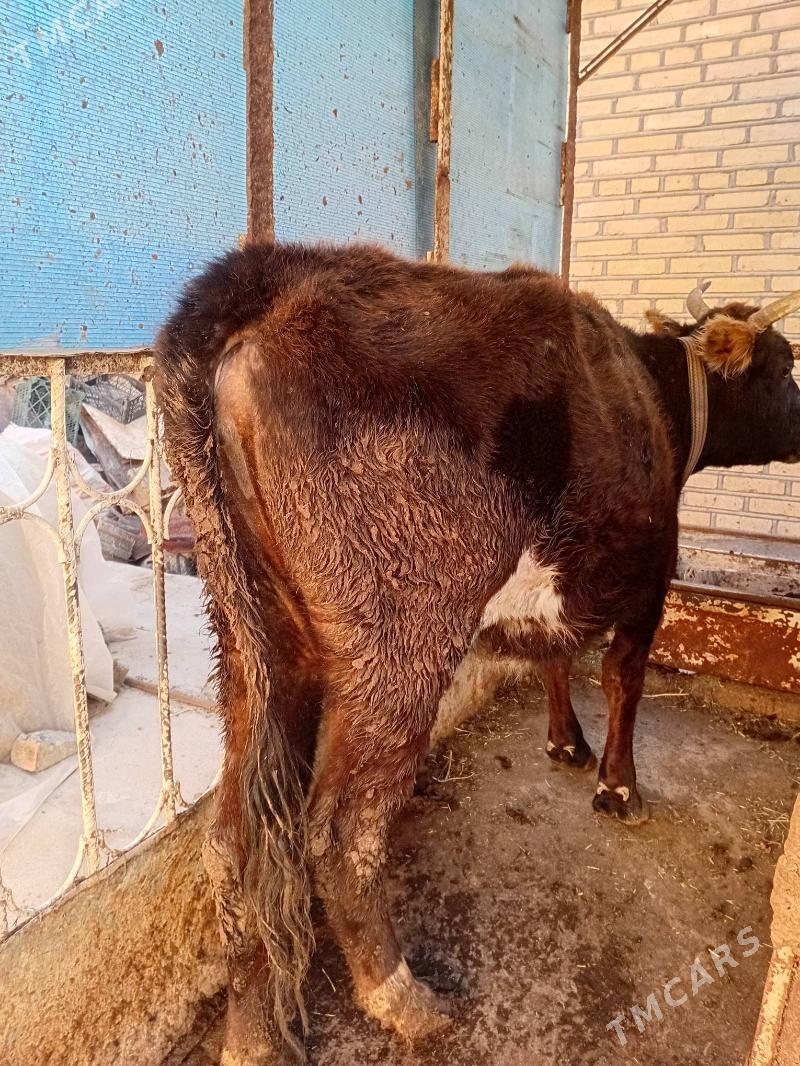 Sygyr - Tejen - img 1