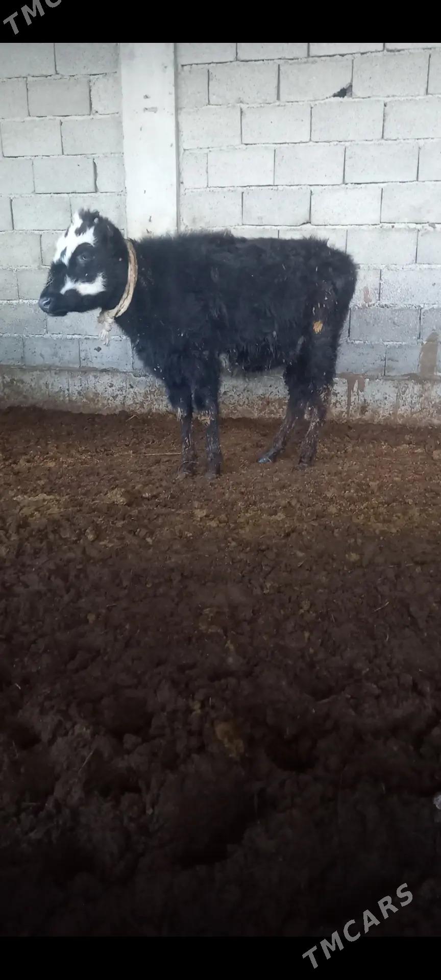 tuwe - Gökdepe - img 1