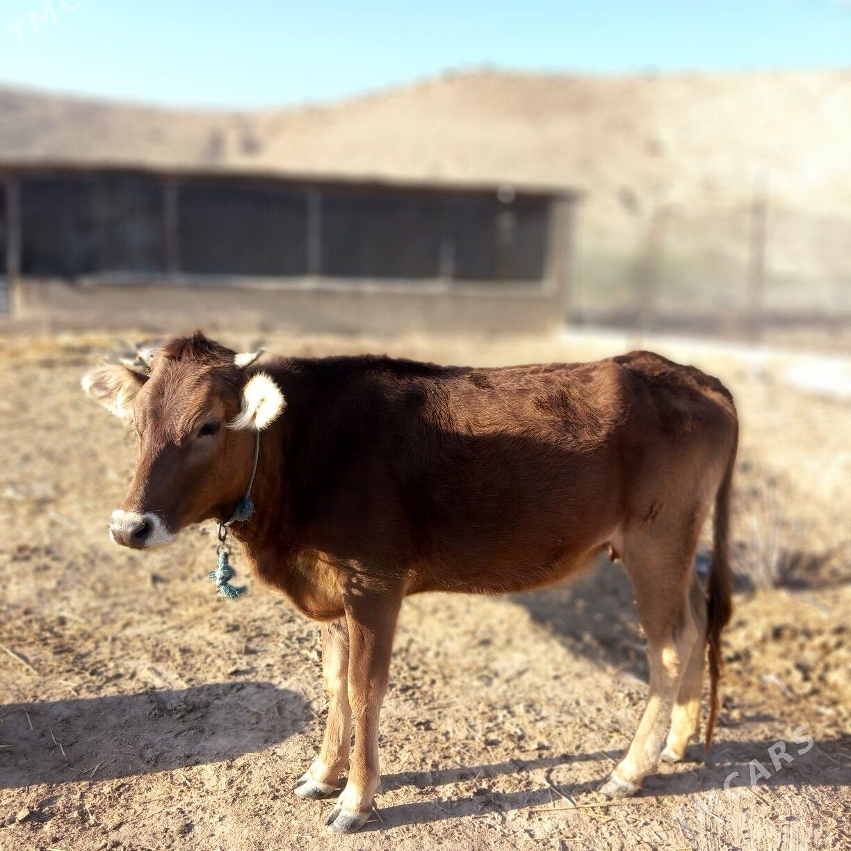 Туве сатлык - Махтумкули - img 1