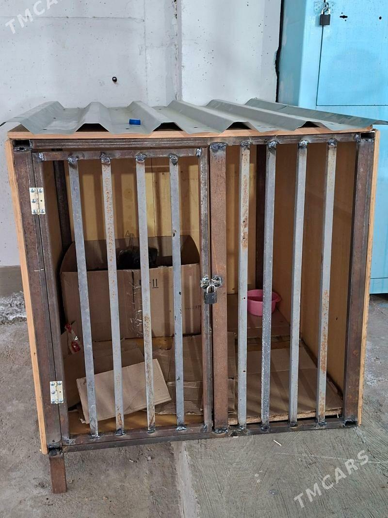 it ketek - Türkmenbaşy - img 1