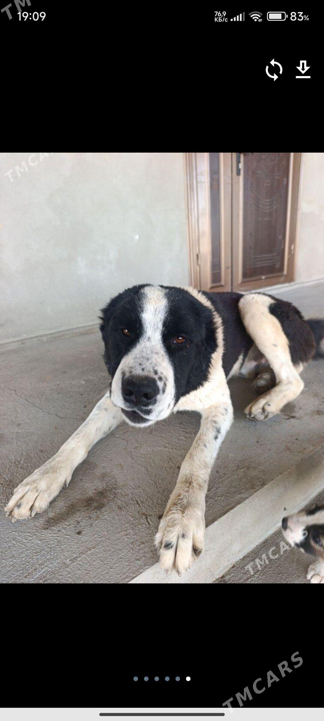 Turkmen It - Мары - img 1