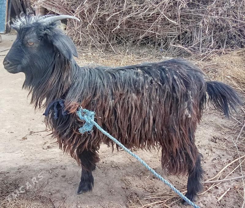 Geci - Farap - img 1