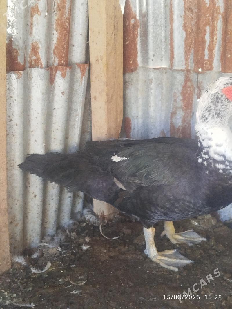 ördek indawutga - Wekilbazar - img 1