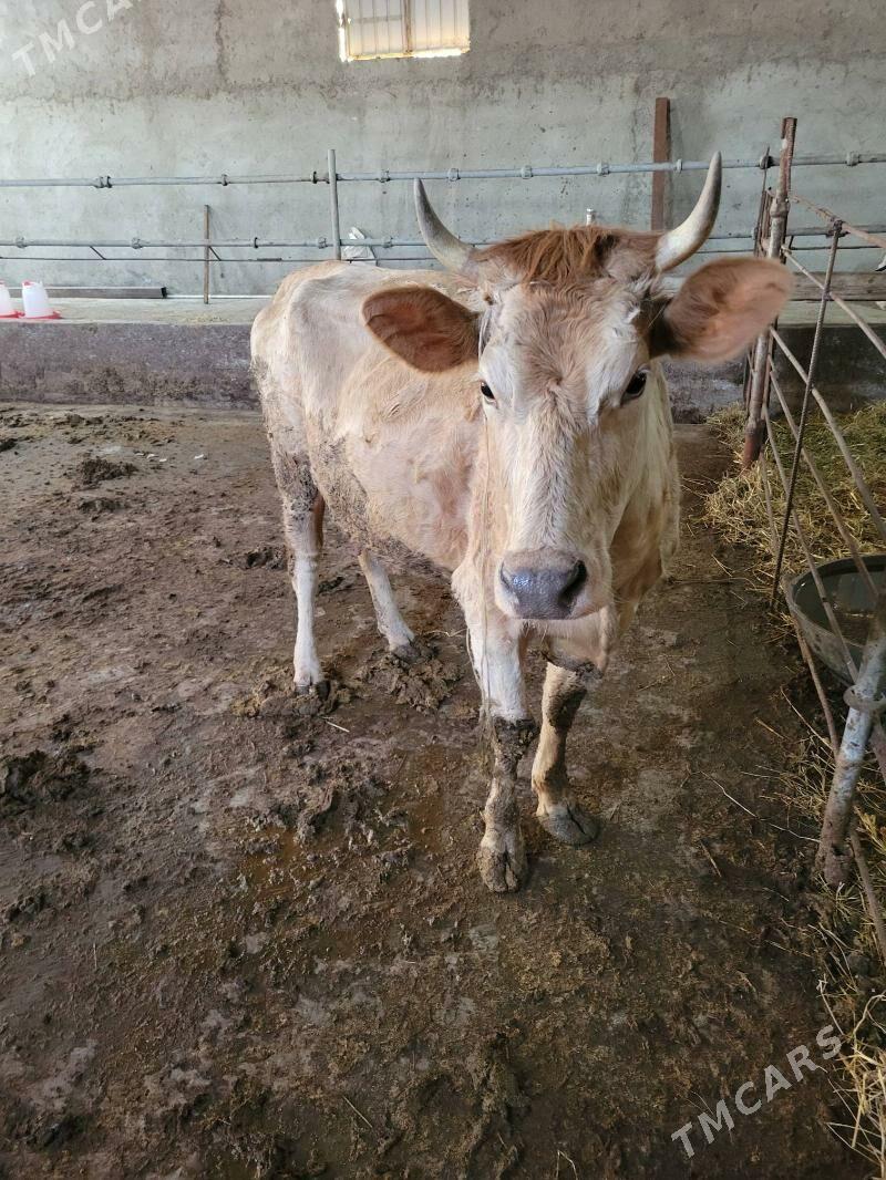 Göleli sygyr - Gökdepe - img 1