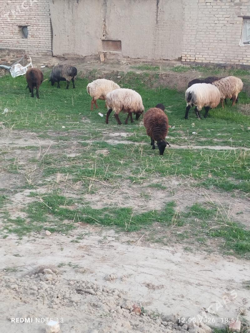 saylama goyunlar - Baýramaly - img 1