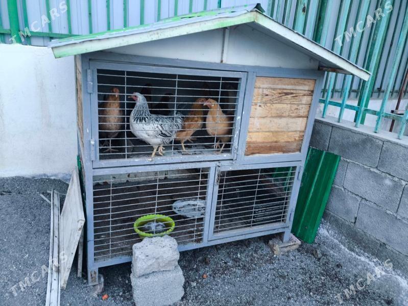 Ketek - Täze zaman - img 1