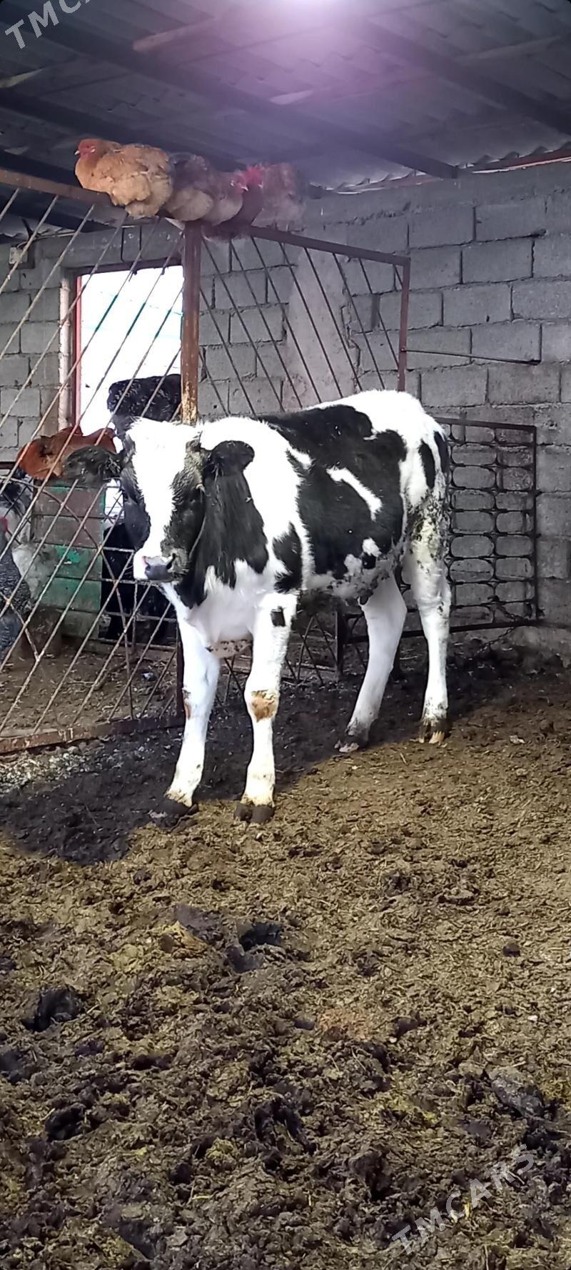 GARALA GALIŞDEÝIN TÜWE - Gökdepe - img 1