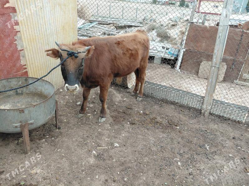 okuz - Türkmenbaşy - img 1