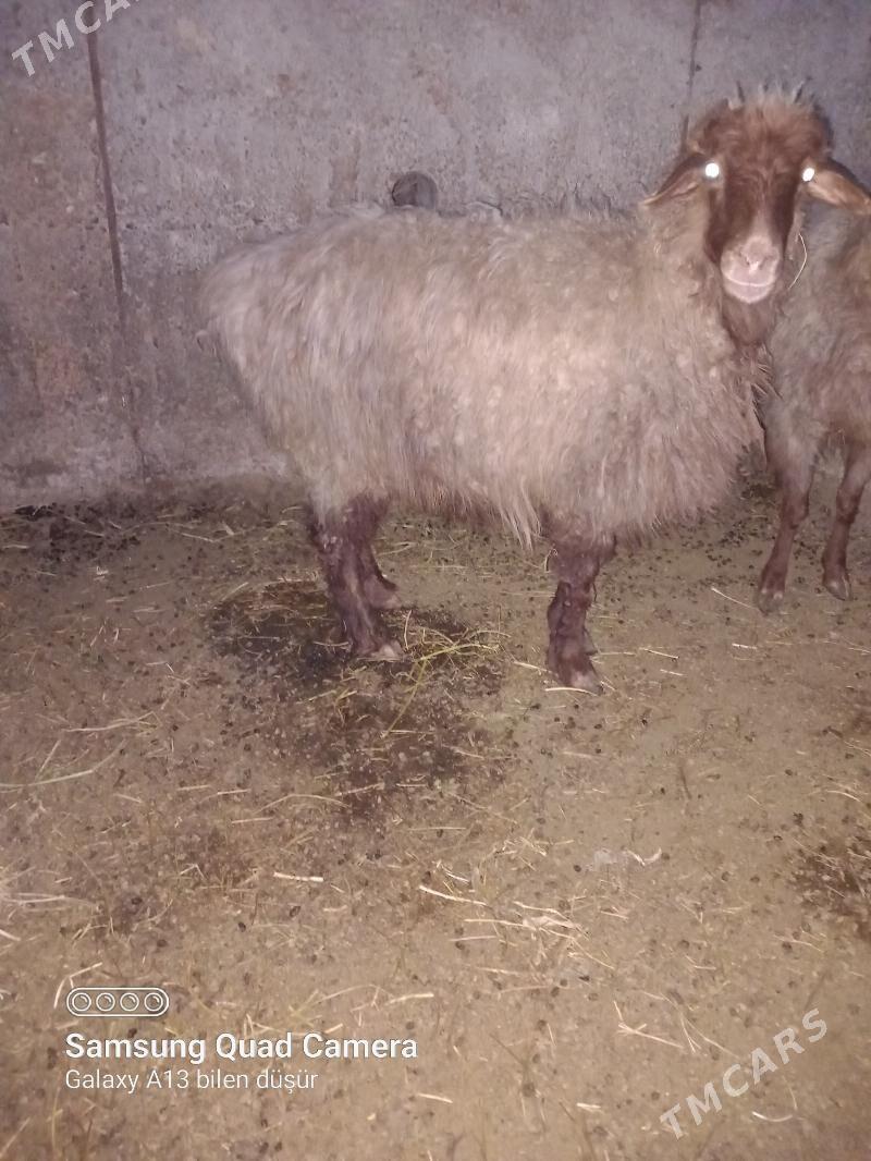 owec goyun - Büzmeýin - img 1