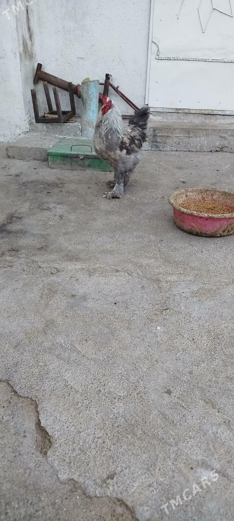 horah induk - Gyzylarbat - img 1