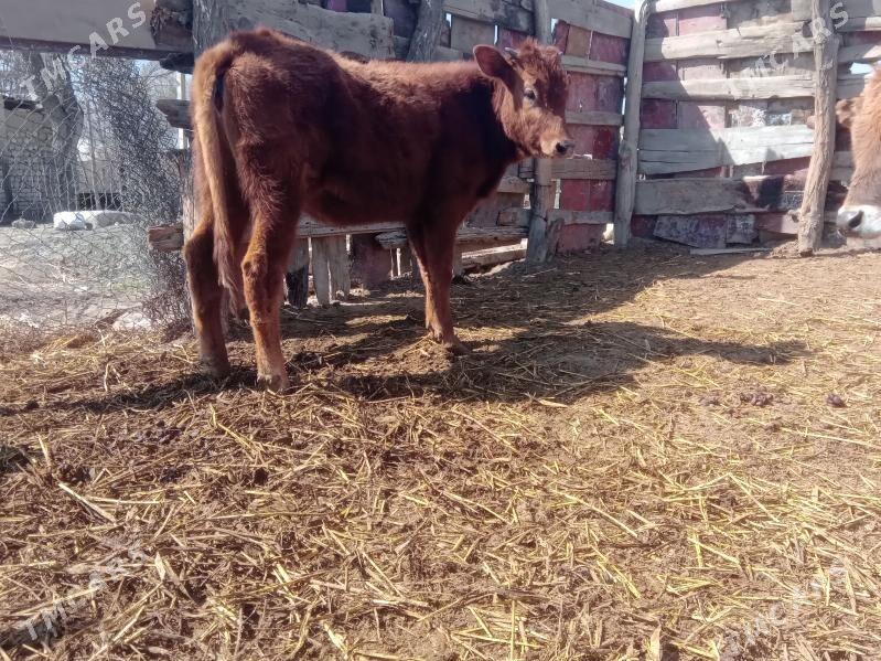 tuwe tohum - Bäherden - img 1