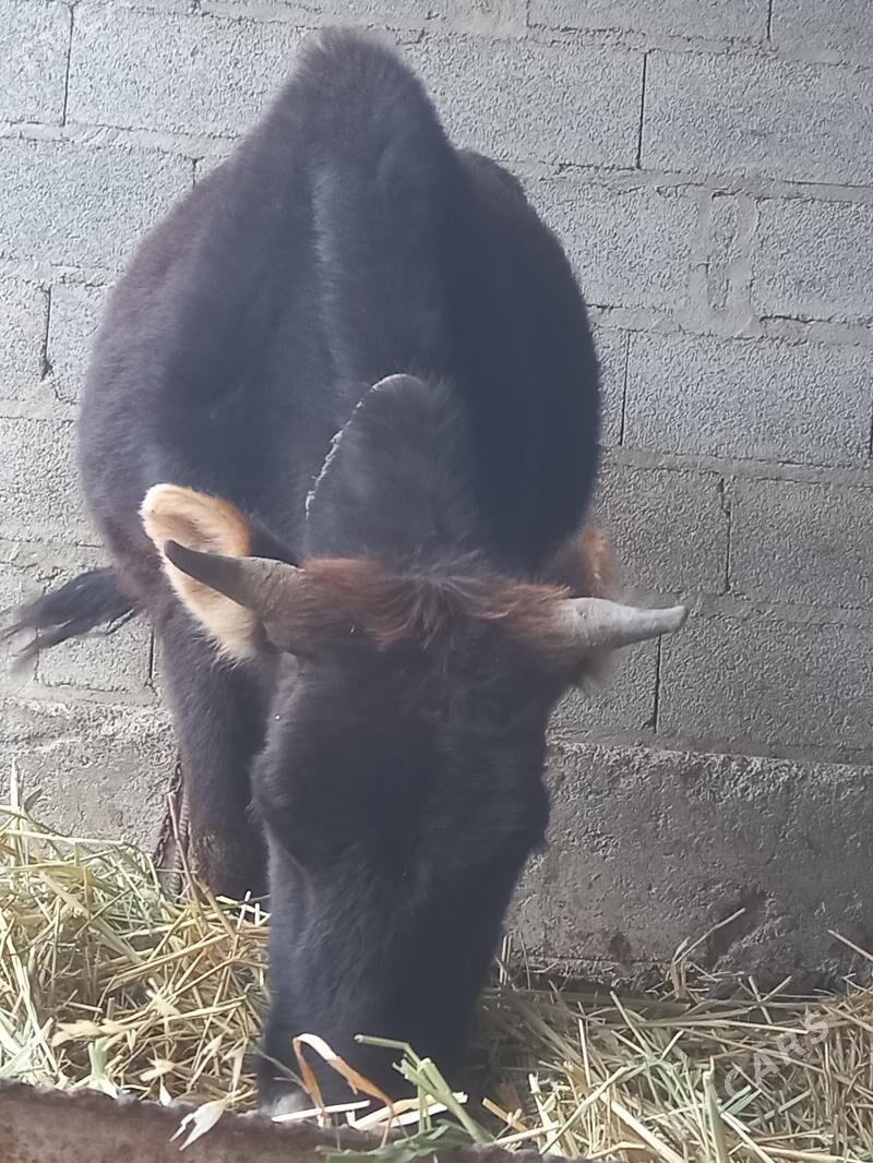 goleli sygyr - Bäherden - img 1