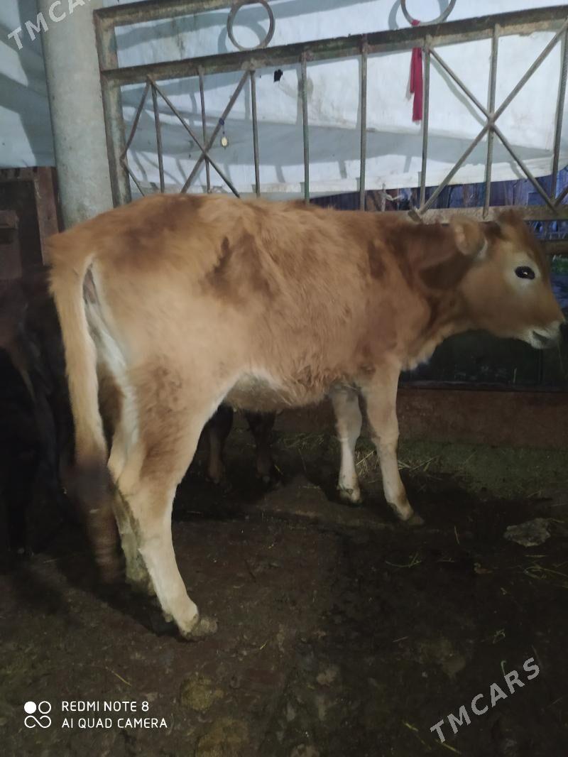 tüwe - Яшлык - img 1