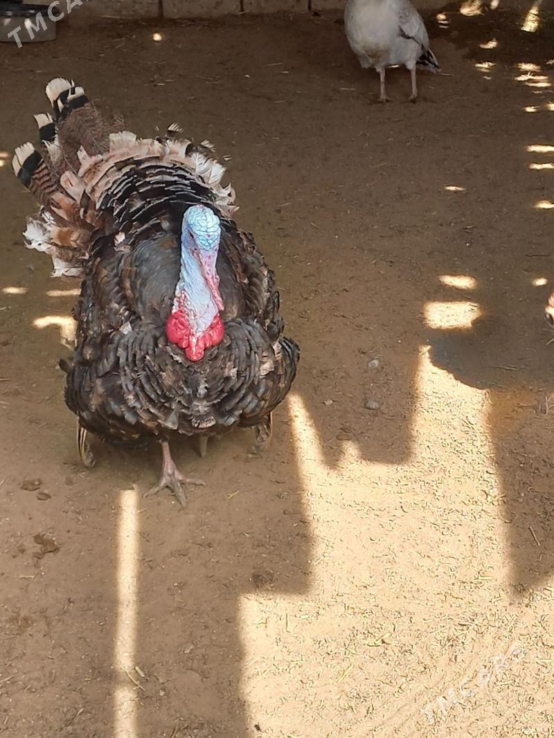 induk - Гумдаг - img 1