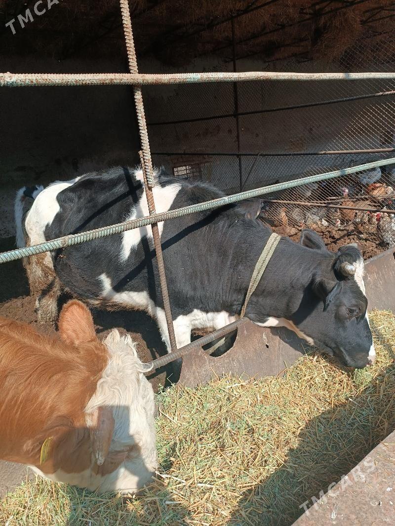 Simental öküzler - Туркменабат - img 1