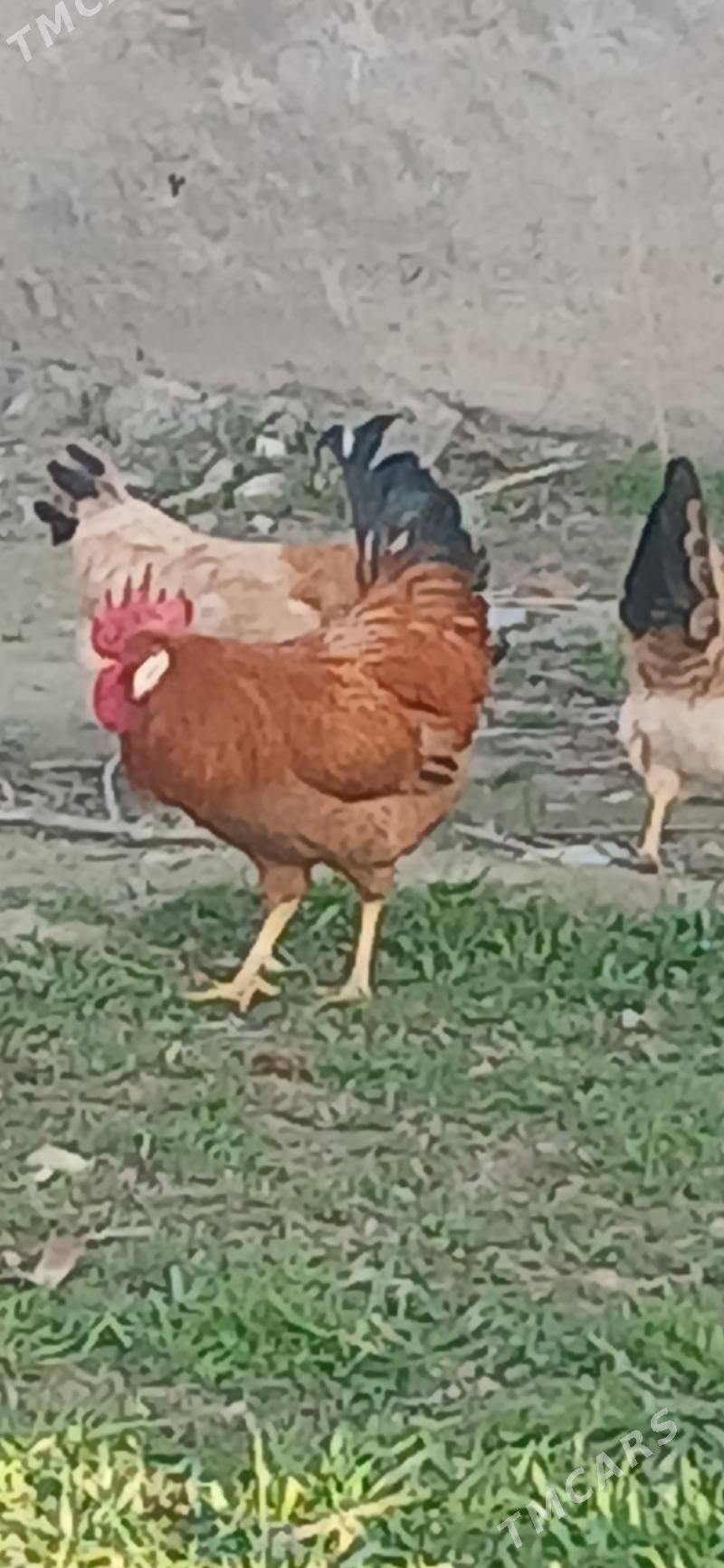 Horaz - Bäherden - img 1