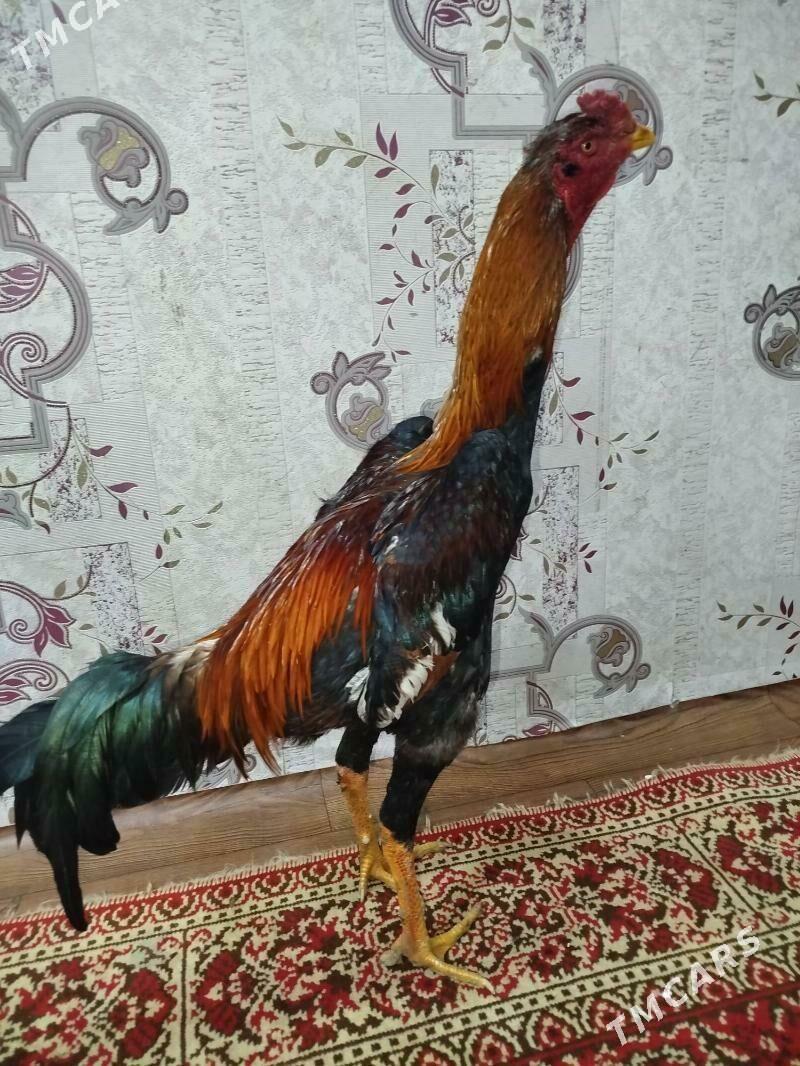 Baýes jüje - Türkmenabat - img 1