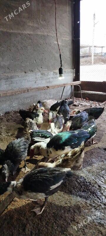 Indoutka - Мары - img 1