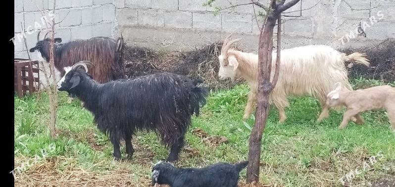 Owlaky geci - Änew - img 1