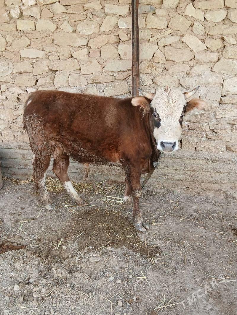 okuz sygyr - Gyzylarbat - img 1