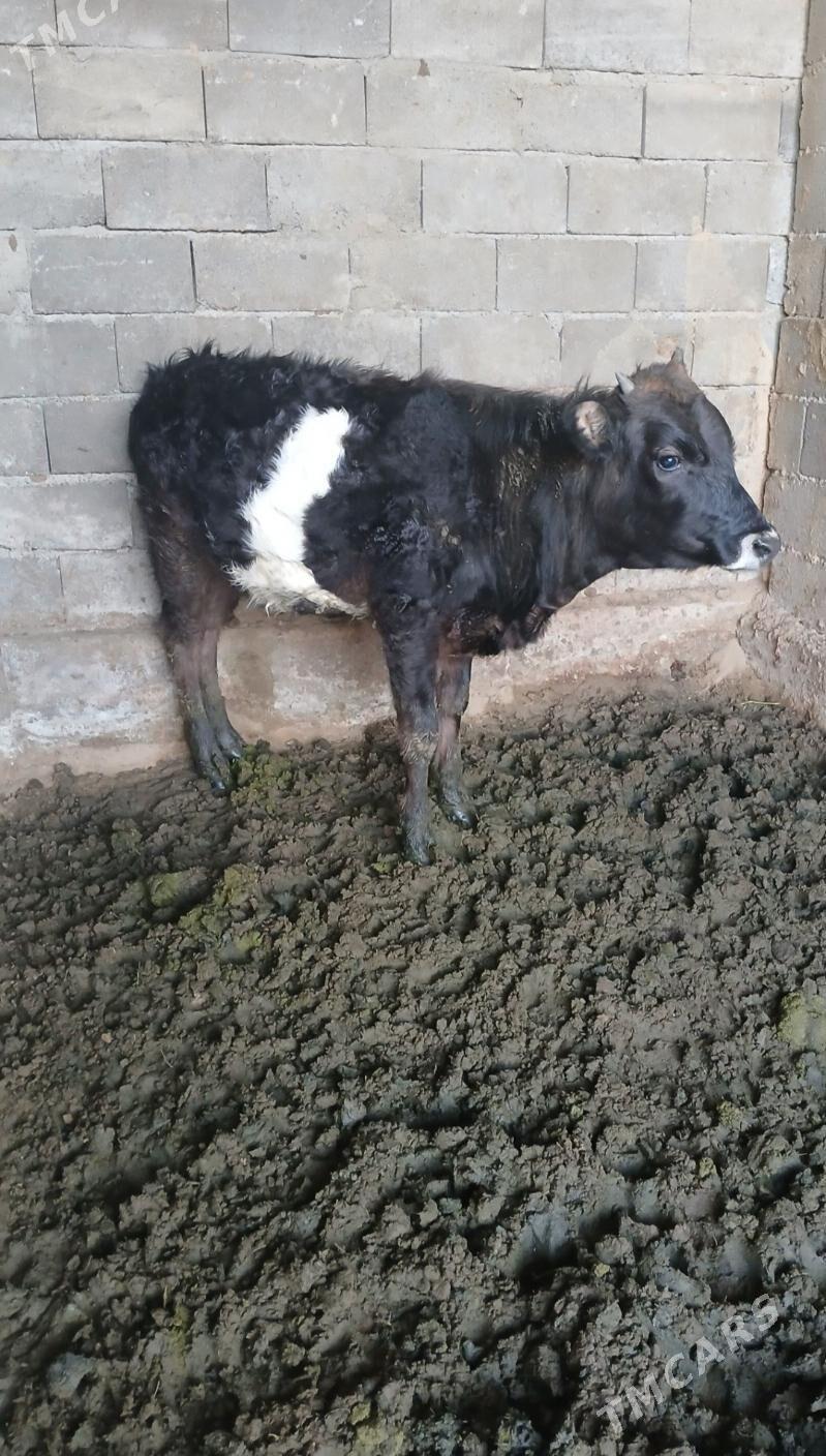 tuwe - Aşgabat - img 1