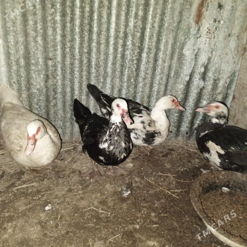 muskus ordekler - Türkmenabat - img 1